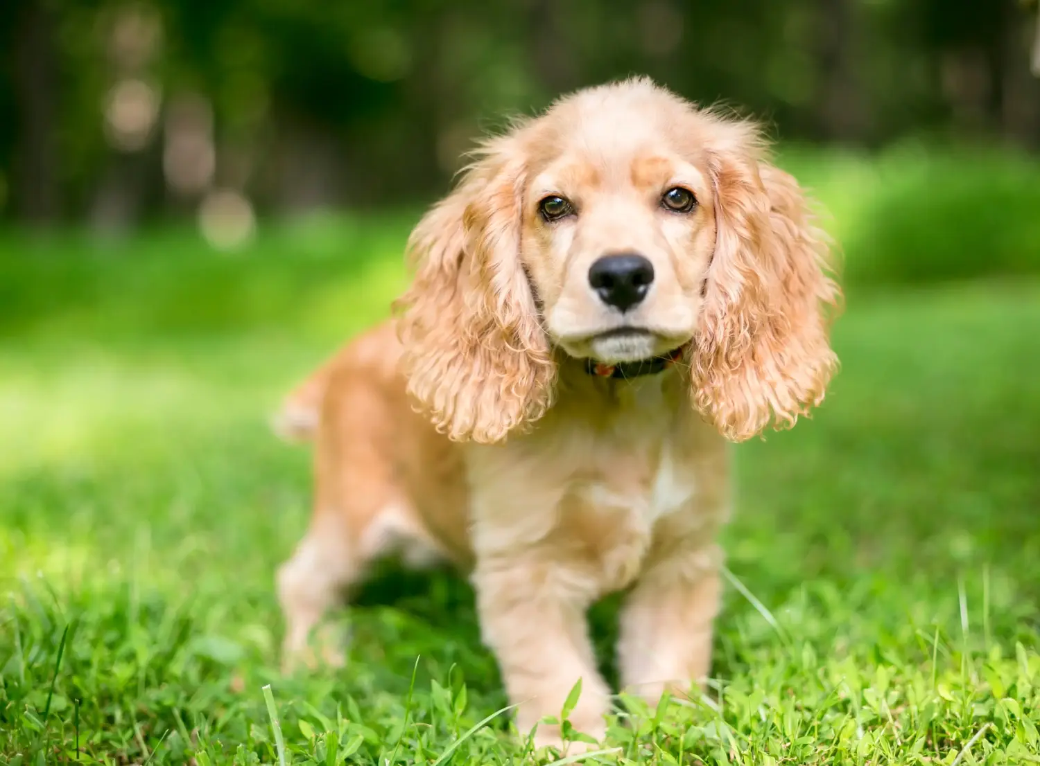 Een Engelse Cocker Spaniel puppy kopen betekent verantwoordelijkheid nemen! Engelse Cocker Spaniel puppy kopen.
