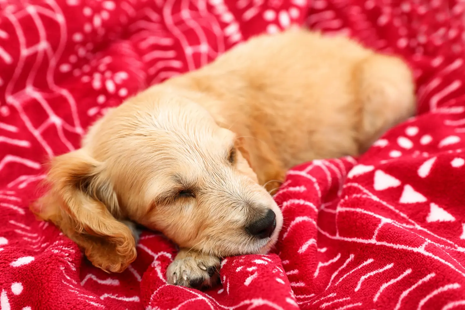 Een Engelse Cocker Spaniel puppy kopen betekent verantwoordelijkheid nemen! Engelse Cocker Spaniel puppy kopen.
