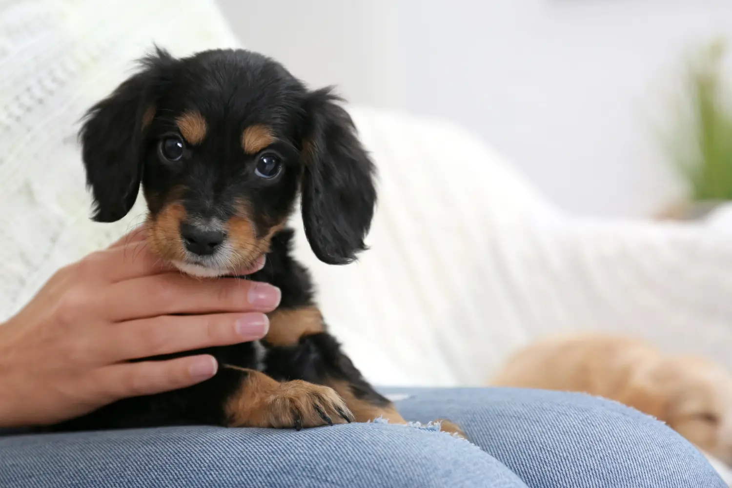 Een Engelse Cocker Spaniel puppy kopen betekent verantwoordelijkheid nemen! Engelse Cocker Spaniel puppy kopen.