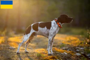 Lees meer over het artikel Engelse Pointer fokkers en pups in Oekraïne
