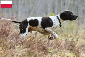 Lees meer over het artikel Engelse Pointer fokkers en pups in Polen