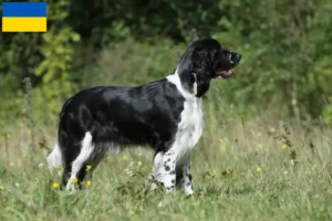 Lees meer over het artikel Engelse Springer Spaniël fokkers en pups in Oekraïne