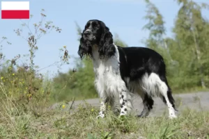 Lees meer over het artikel Engelse Springer Spaniël fokkers en pups in Polen