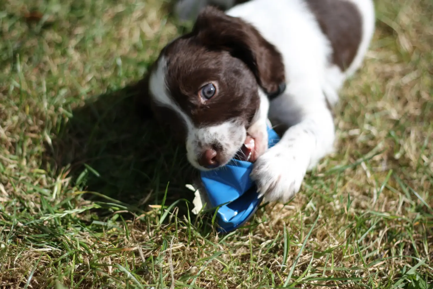 Een Engelse Springer Spaniel puppy kopen betekent verantwoordelijkheid nemen! Engelse Springer Spaniel puppy kopen.
