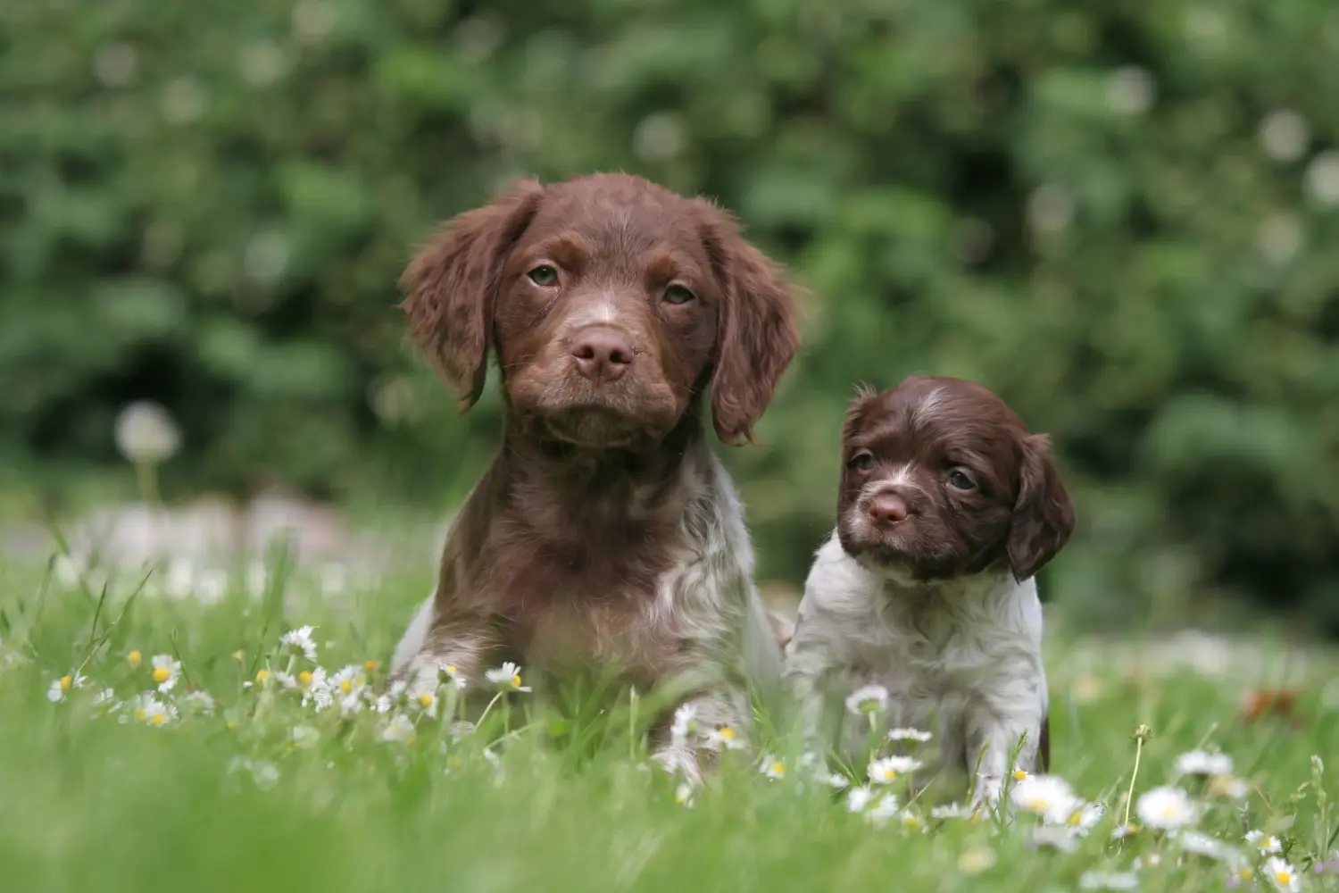 Een Epagneul Breton puppy kopen betekent verantwoordelijkheid nemen! Epagneul Bretonse puppy kopen.