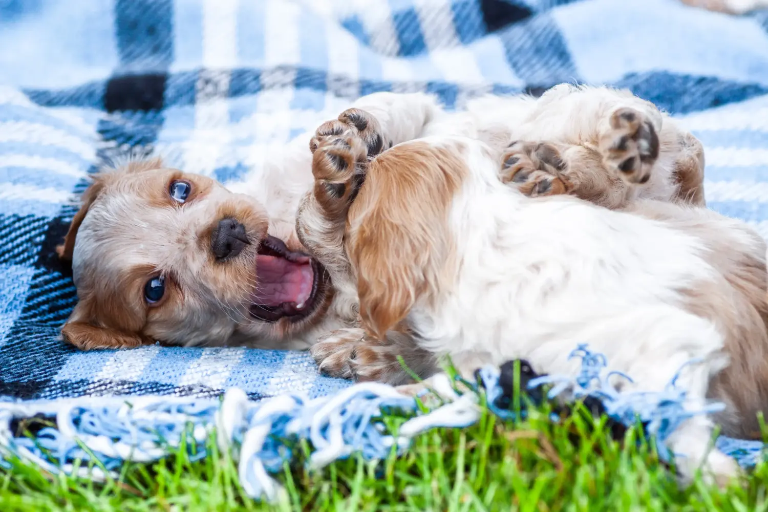 Een Epagneul Breton puppy kopen betekent verantwoordelijkheid nemen! Epagneul Bretonse puppy kopen.