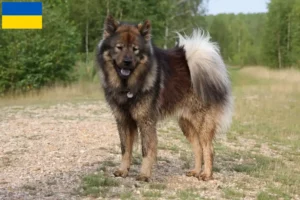 Lees meer over het artikel Eurasier fokkers en pups in Oekraïne