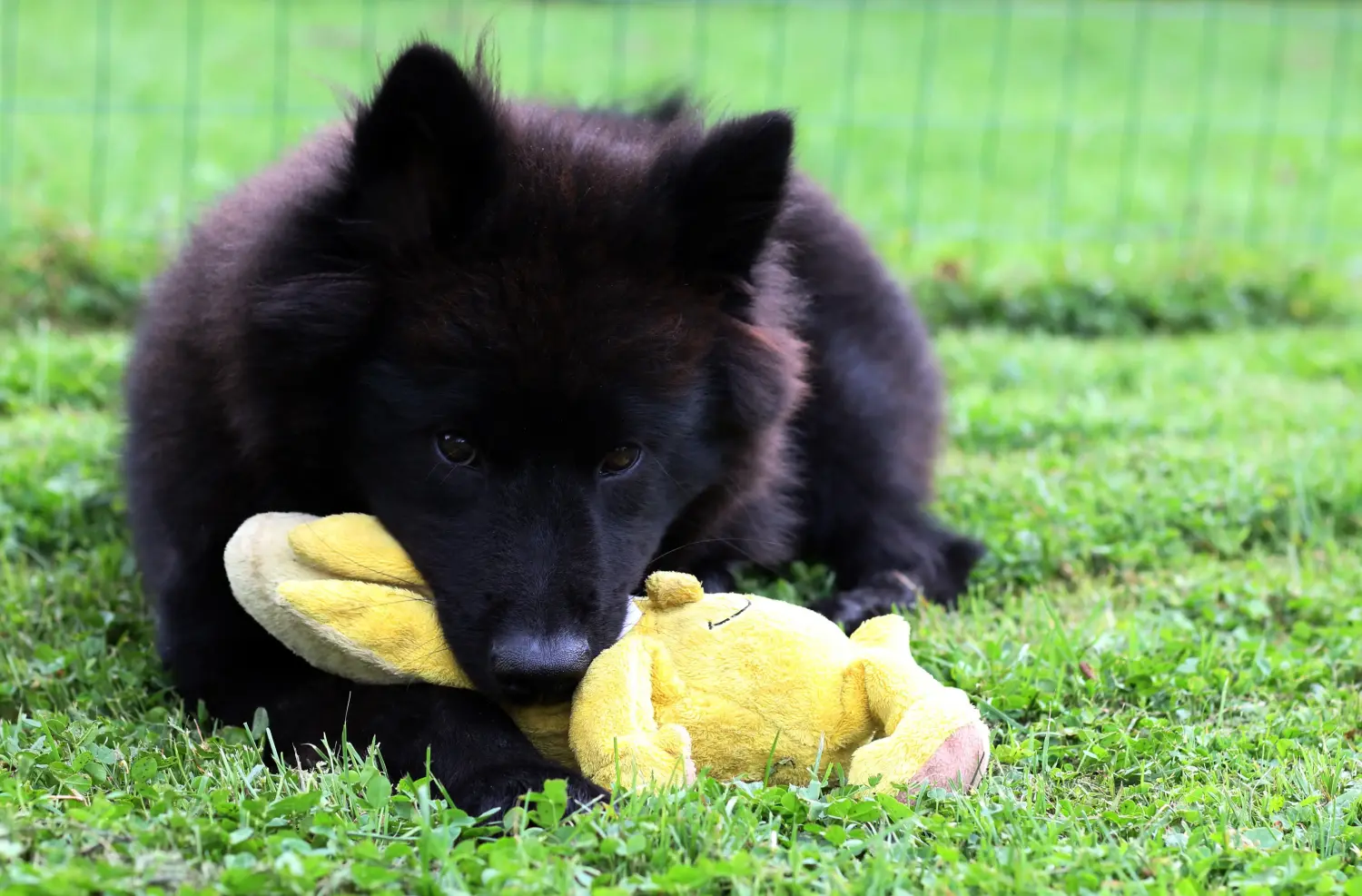 Een Eurasier puppy kopen betekent verantwoordelijkheid nemen! Eurasier puppy's kopen.