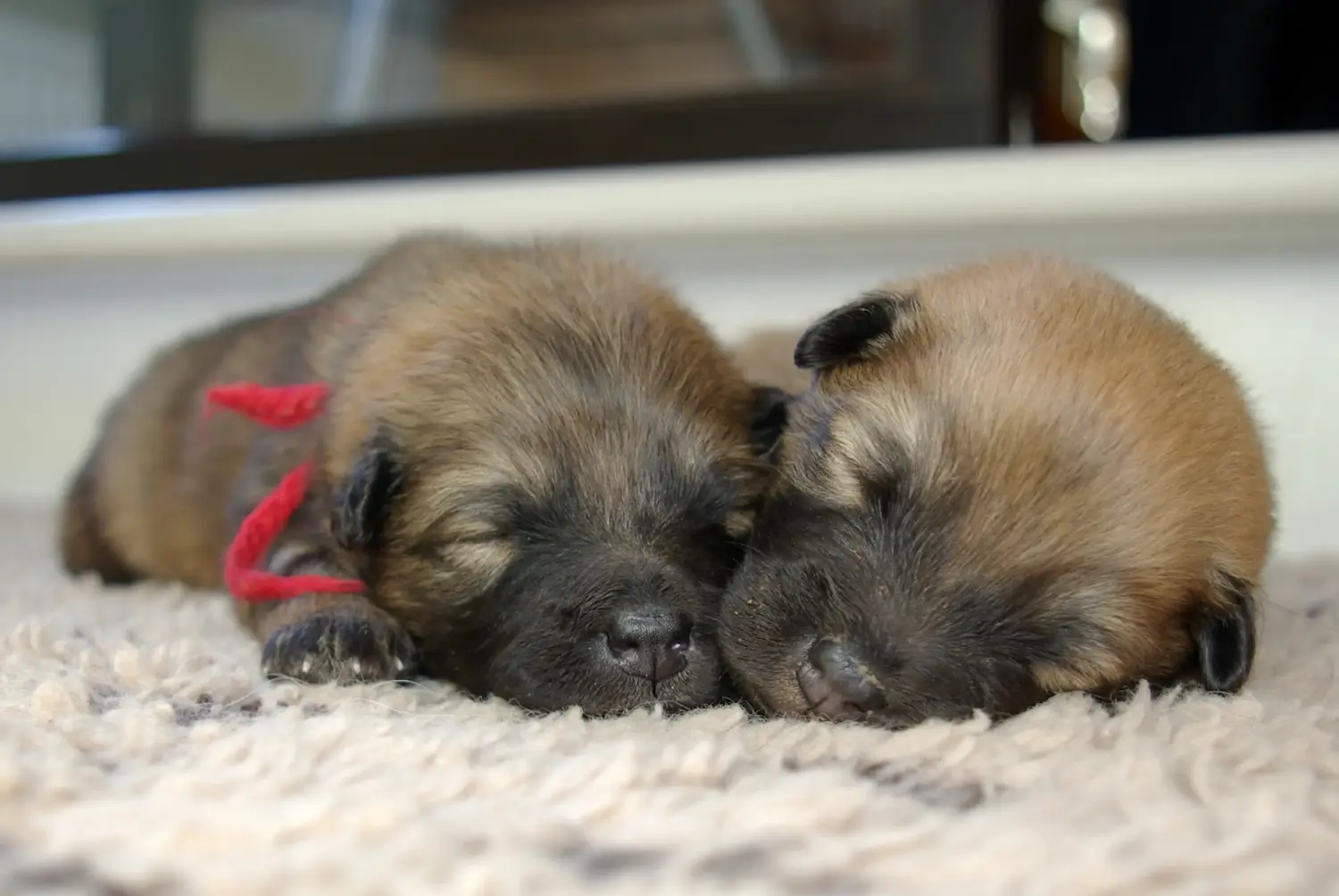 Een Eurasier puppy kopen betekent verantwoordelijkheid nemen! Eurasier puppy's kopen.