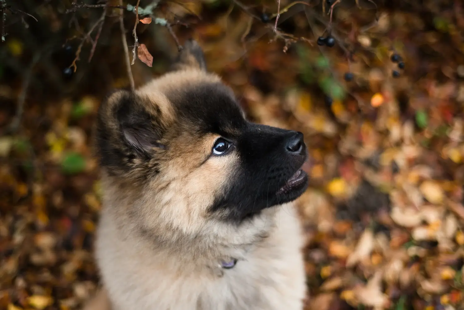 Een Eurasier puppy kopen betekent verantwoordelijkheid nemen! Eurasier puppy's kopen.