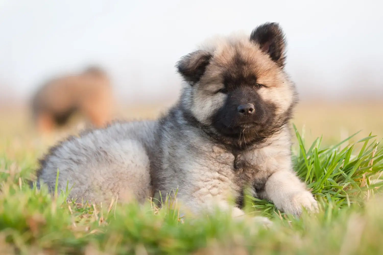 Een Eurasier puppy kopen betekent verantwoordelijkheid nemen! Eurasier puppy's kopen.