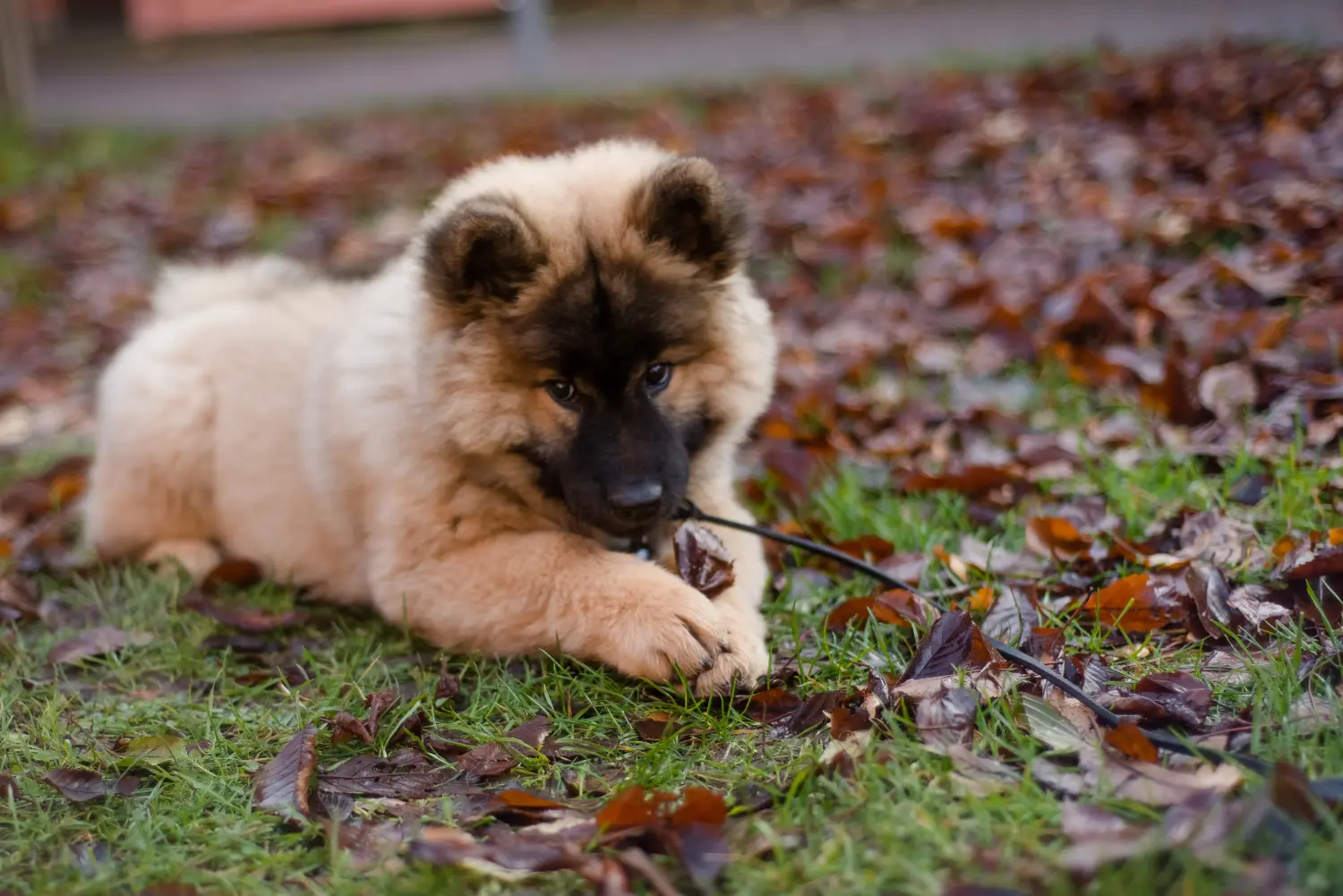 Een Eurasier puppy kopen betekent verantwoordelijkheid nemen! Eurasier puppy's kopen.