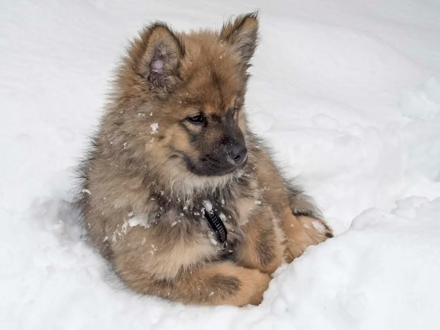 Een Eurasier puppy kopen betekent verantwoordelijkheid nemen! Eurasier puppy's kopen.