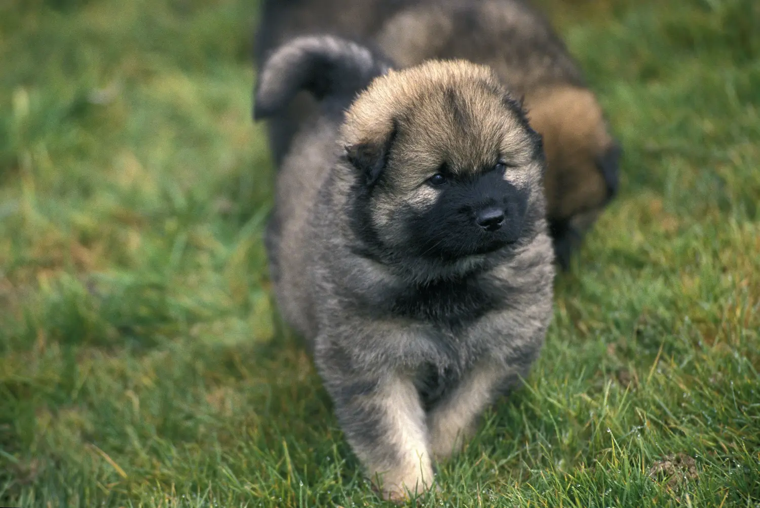Een Eurasier puppy kopen betekent verantwoordelijkheid nemen! Eurasier puppy's kopen.
