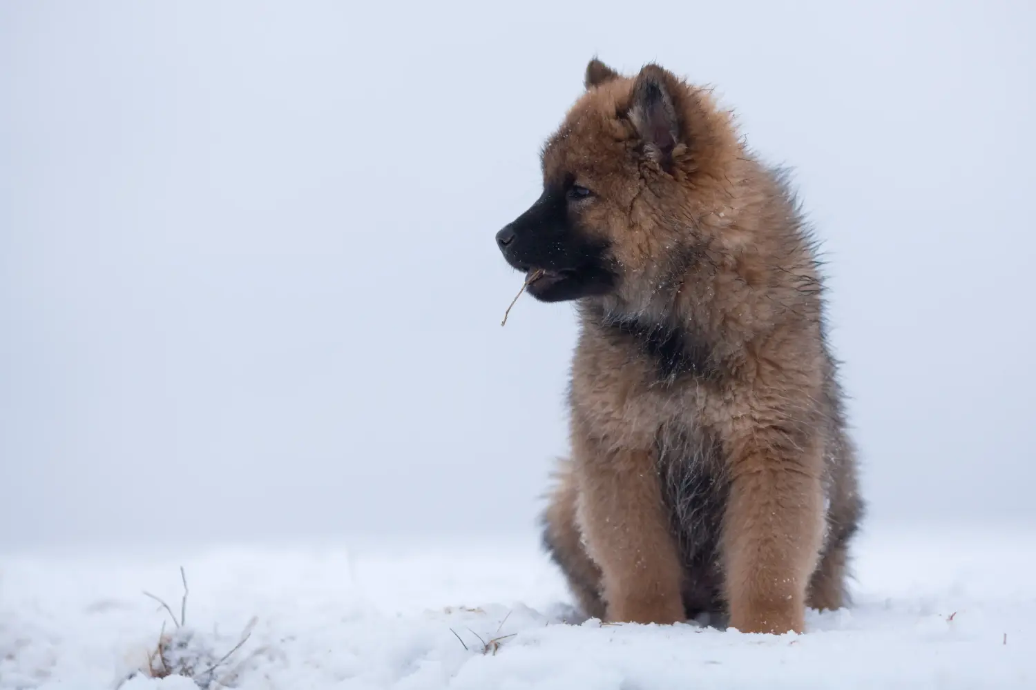 Een Eurasier puppy kopen betekent verantwoordelijkheid nemen! Eurasier puppy's kopen.