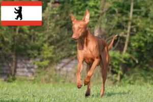 Lees meer over het artikel Fokker van farao honden en puppies in Berlijn