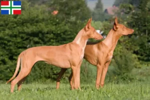 Lees meer over het artikel Fokkers en puppies in Groningen