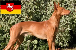 Lees meer over het artikel Fokkers en puppies van farao honden in Nedersaksen