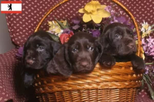 Lees meer over het artikel Field Spaniel fokkers en pups in Berlijn