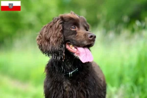 Lees meer over het artikel Field Spaniel fokkers en pups in Thüringen