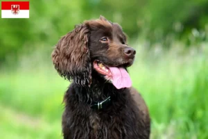 Lees meer over het artikel Field Spaniel fokkers en pups in Brandenburg