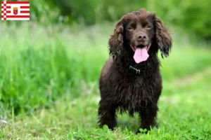 Lees meer over het artikel Field Spaniel fokkers en pups in Bremen