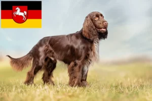 Lees meer over het artikel Field Spaniel fokkers en pups in Nedersaksen