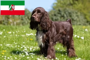 Lees meer over het artikel Field Spaniel fokkers en pups in Noordrijn-Westfalen