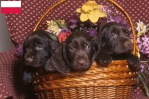 Lees meer over het artikel Field Spaniel fokkers en pups in Polen