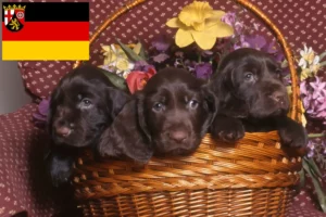 Lees meer over het artikel Field Spaniel fokkers en pups in Rijnland-Palts