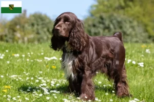 Lees meer over het artikel Field Spaniel fokkers en pups in Saksen