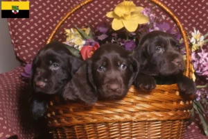 Lees meer over het artikel Field Spaniel fokkers en pups in Saksen-Anhalt