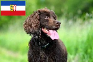 Lees meer over het artikel Field Spaniel fokkers en pups in Sleeswijk-Holstein