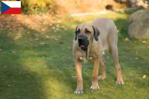 Lees meer over het artikel Fila Brasileiro fokkers en pups in Tsjechië