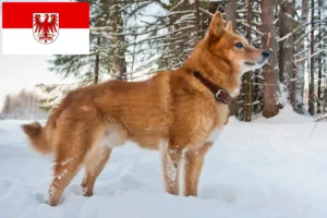 Lees meer over het artikel Finnenspitz fokkers en pups in Brandenburg