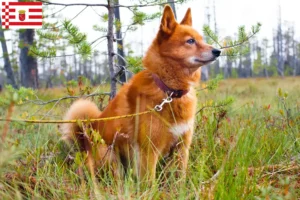 Lees meer over het artikel Finnenspitz fokker en pups in Bremen