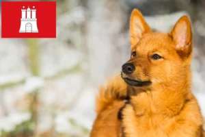 Lees meer over het artikel Finnenspitz fokkers en pups in Hamburg