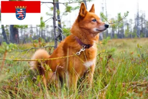 Lees meer over het artikel Finnenspitz fokkers en pups in Hessen
