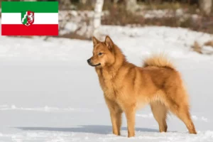 Lees meer over het artikel Finnenspitz fokkers en pups in Noordrijn-Westfalen
