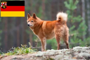 Lees meer over het artikel Finnenspitz fokkers en pups in Rijnland-Palts