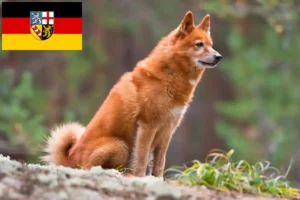 Lees meer over het artikel Finnenspitz fokkers en pups in Saarland