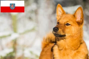 Lees meer over het artikel Finnenspitz fokkers en pups in Thüringen
