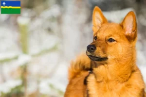 Lees meer over het artikel Finnspitz fokkers en pups in Flevoland