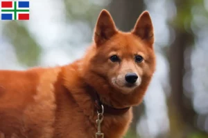 Lees meer over het artikel Finnenspitz fokkers en pups in Groningen