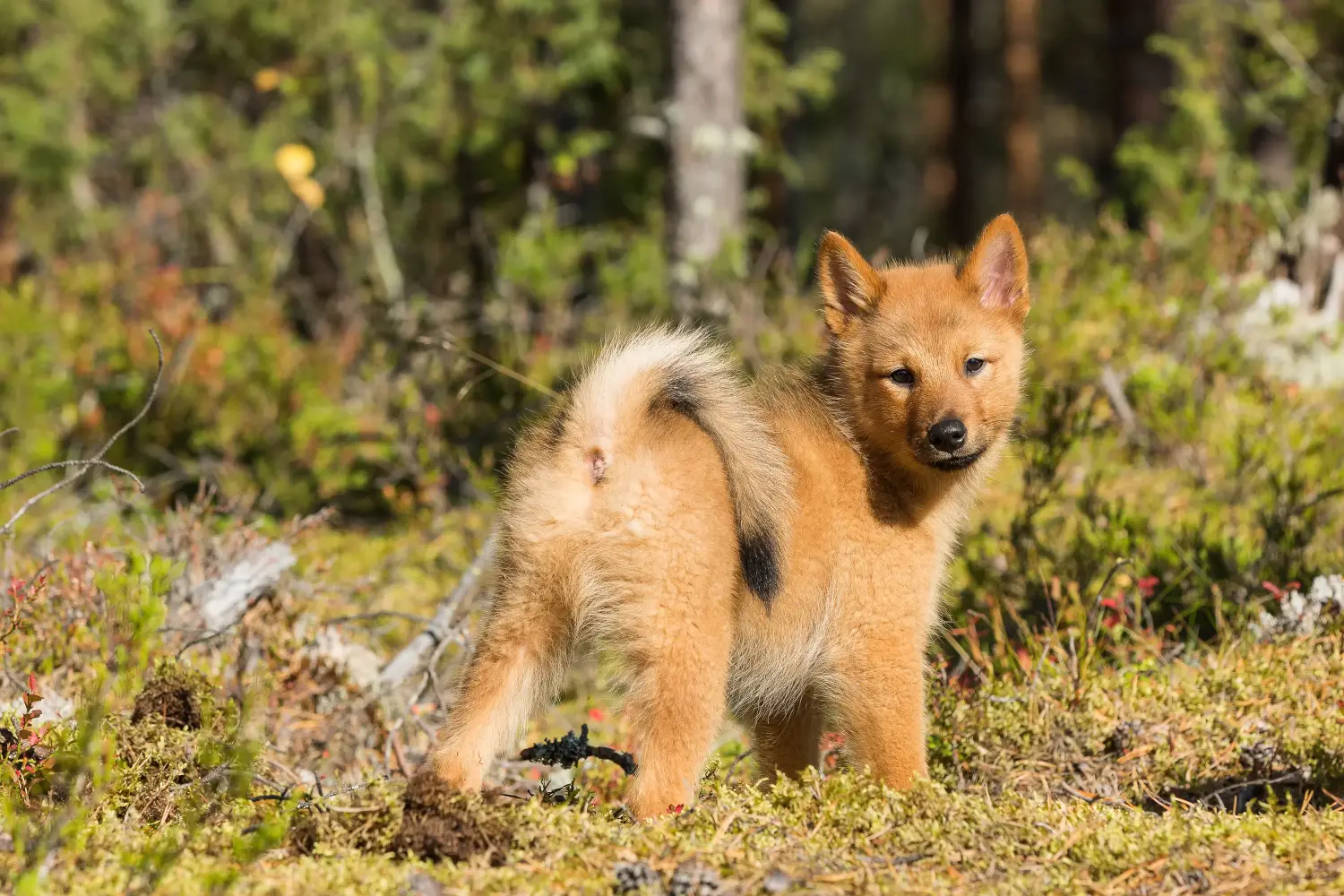 Een Finnspitz puppy kopen betekent verantwoordelijkheid nemen! Finnspitz puppy kopen.