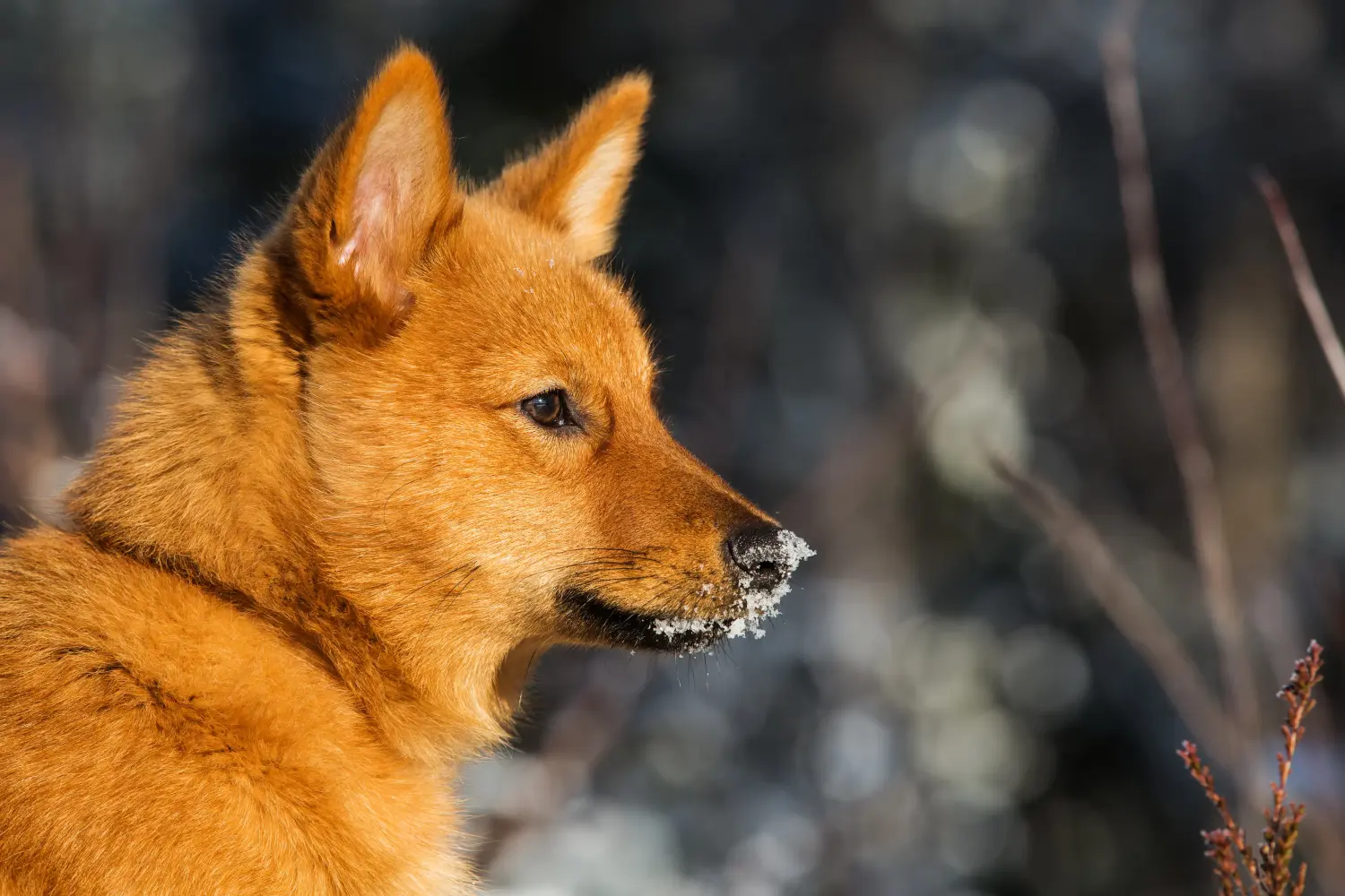 Een Finnspitz puppy kopen betekent verantwoordelijkheid nemen! Finnspitz puppy kopen.