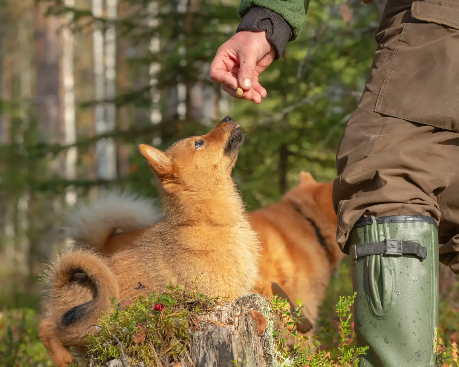 Een Finnspitz puppy kopen betekent verantwoordelijkheid nemen! Finnspitz puppy kopen.