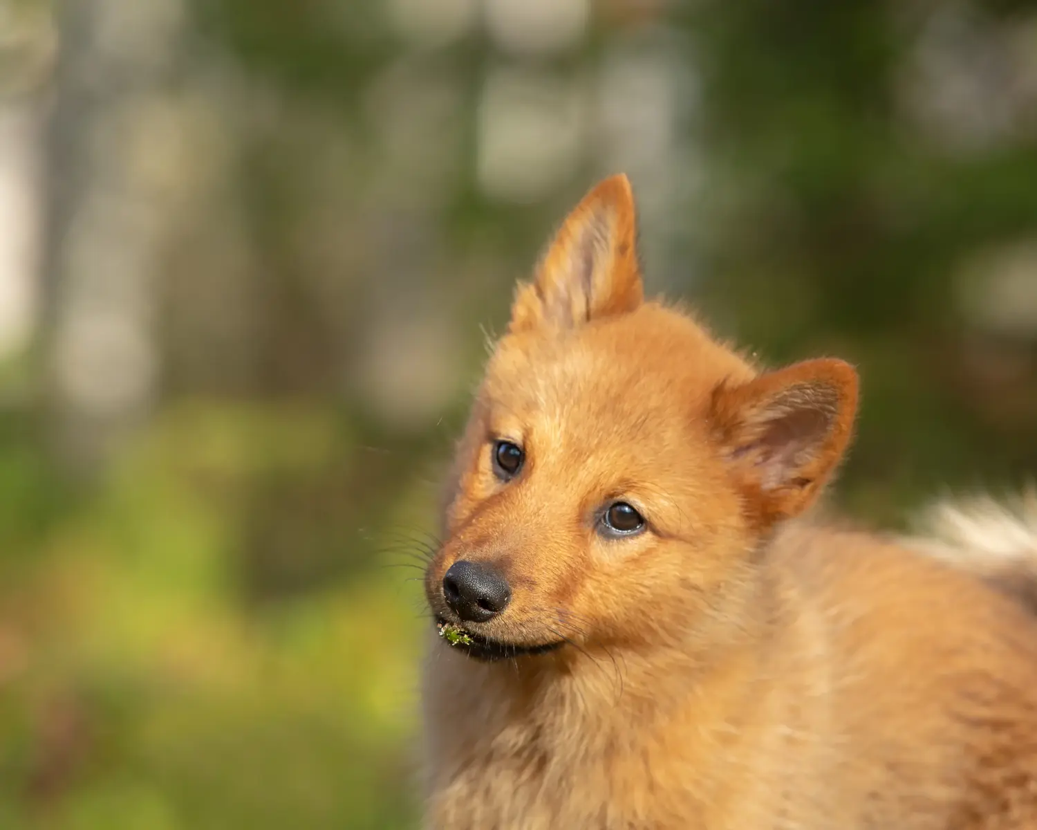 Een Finnspitz puppy kopen betekent verantwoordelijkheid nemen! Finnspitz puppy kopen.