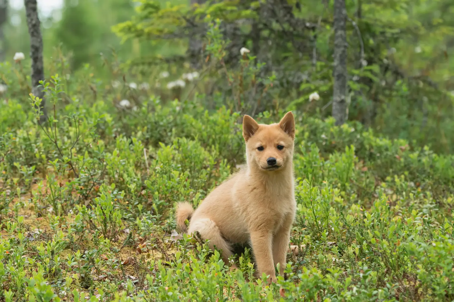 Een Finnspitz puppy kopen betekent verantwoordelijkheid nemen! Finnspitz puppy kopen.