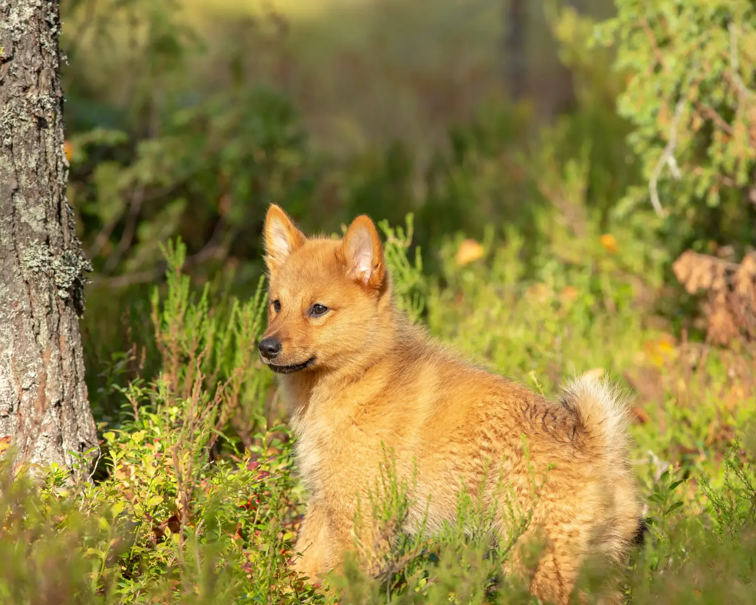 Een Finnspitz puppy kopen betekent verantwoordelijkheid nemen! Finnspitz puppy kopen.